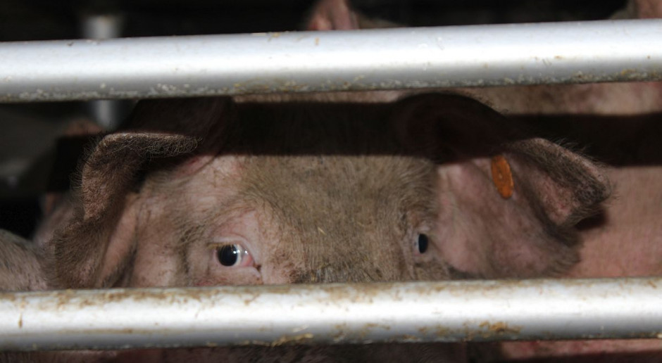 Wskutek awarii w niemieckiej chlewni przemysłowej padło tysiąc sztuk trzody, Fot. Farmer W chlewni padło tysiąc świń - prokurator w gospodarstwie