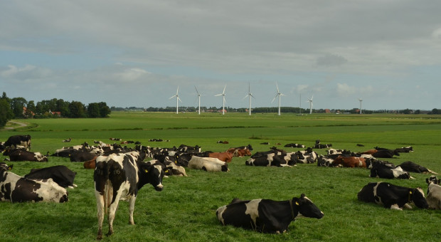Holandia: Producenci mleka pozywają bank
