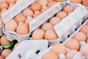 GIS ostrzega przed salmonellą w kurniku, kilka partii jaj wycofano ze sprzedaży