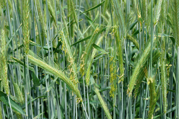 System uprawy a plonowanie pszenżyta ozimego