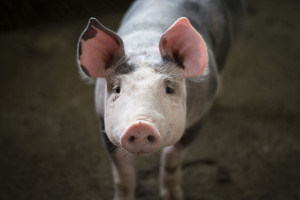 Dlaczego niemiecki rolnik zagłodził 1000 świń?