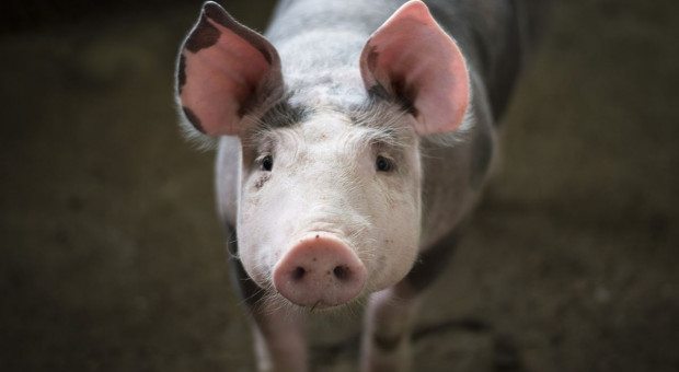 Dlaczego niemiecki rolnik zagłodził 1000 świń?