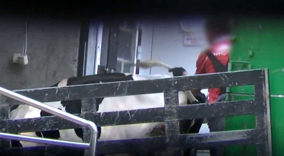 Fundacja Viva przekonuje, że w ubojni McKeen Beef dochodziło do niedozwolonych praktyk przy obsłudze bydła, fot. mat.video/Viva Kolejna rzeźnia bydła na celowniku aktywistów