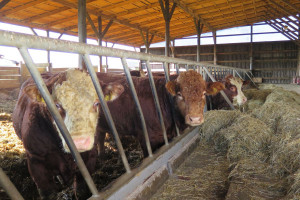 Afera w Kalinowie wpłynęła na ceny bydła?