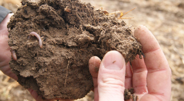 Dbałość o glebę to podstawa naszego przetrwania
