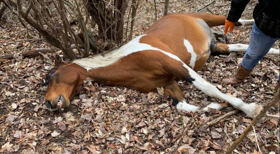 Foto: Facebook/Dumas Rescue Zwyrodnialec zabija konie, także ciężarne klacze i źrebaki