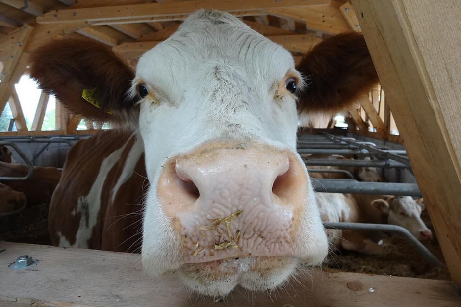 Rażące nieprawidłowości wykryto na mlecznej fermie w Dolnej Saksonii, Foto: Pixabay