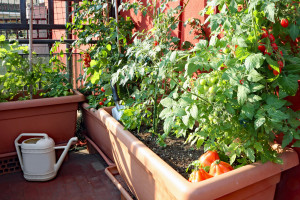 Genetycznie zmieniony pomidor do szybkiej hodowli w mieście