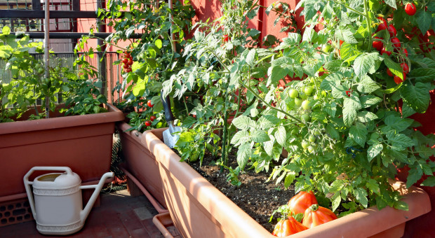 Genetycznie zmieniony pomidor do szybkiej hodowli w mieście