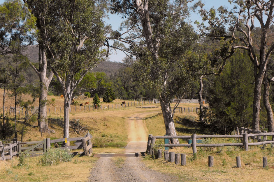 Inwazyjny gatunek mrówek Anoplolepis gracilipes prawdopodobnie pochodzi z Afryki, ale na coraz większą skalę rozprzestrzenia się w Australii, fot. pixabay