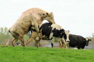 Jaką wybrać strategię krycia krów mlecznych?