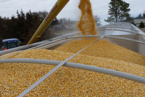 Ukraina: Wzrósł eksport zbóż