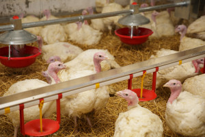 Kończą się działania zwalczające ognisko ptasiej grypy w Zachodniopomorskiem