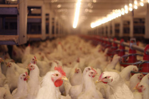 KIPDiP pomoże przy wycenie strat spowodowanych grypą ptaków