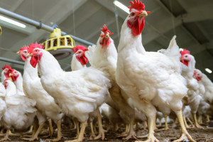 Wielkopolskie: nowe ogniska ptasiej grypy w regionie