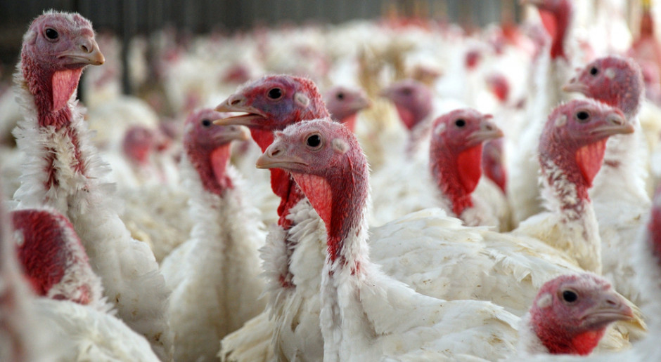 W związku z grypą ptaków w sobotę likwidacja 40 tys. indyków