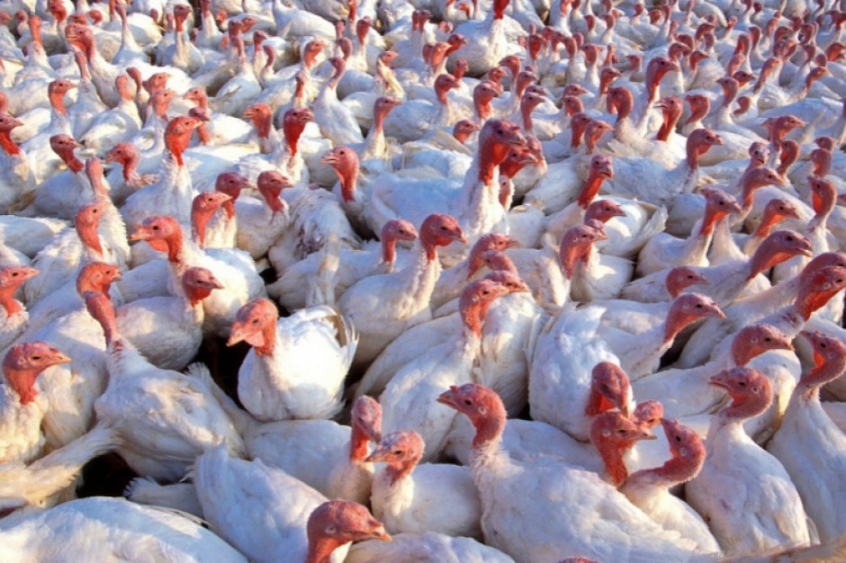 Kolejne ognisko grypy ptaków- ponad 117 tys. indyków do utylizacji, fot. Shutterstock