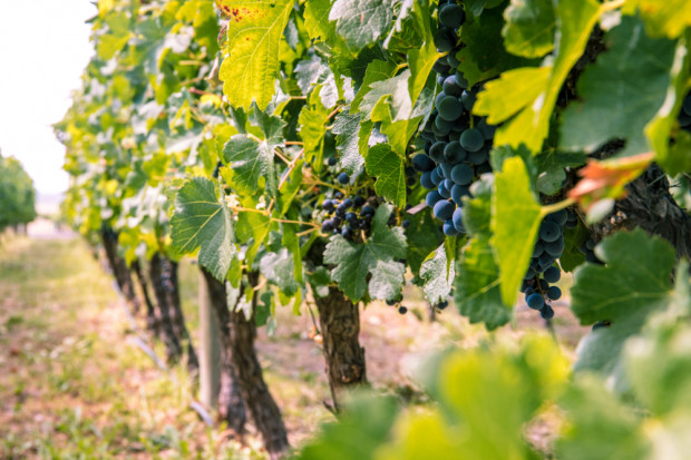 We francuskim regionie winiarskim Bordeaux 25 proc. winiarzy chce zrezygnować z produkcji; Fot. Shutterstock Francja: co trzeci plantator winorośli ma kłopoty