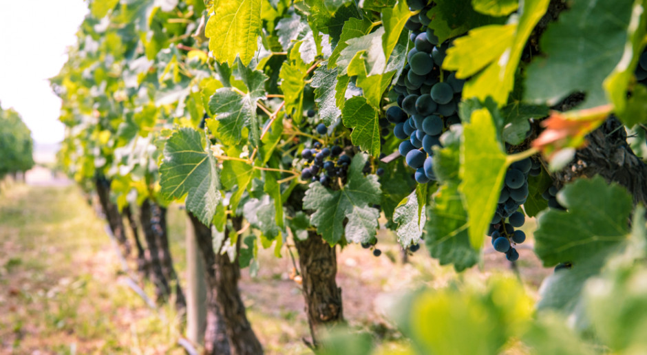 Fot.Shutterstock.com Podkarpackie: Turyści wracają do winnic