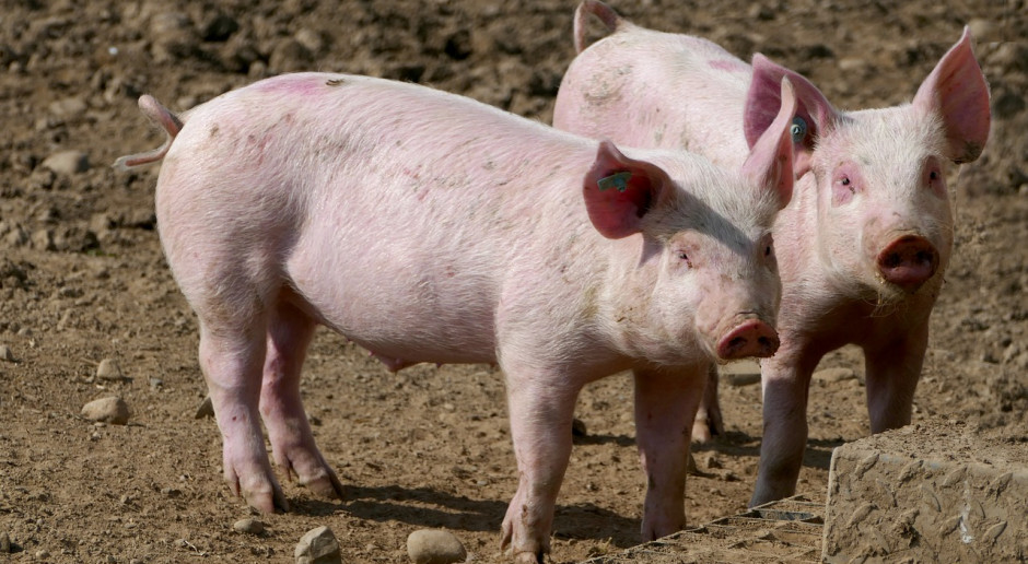 ISN: W 2019 r. ceny świń w UE wyjątkowo wysokie