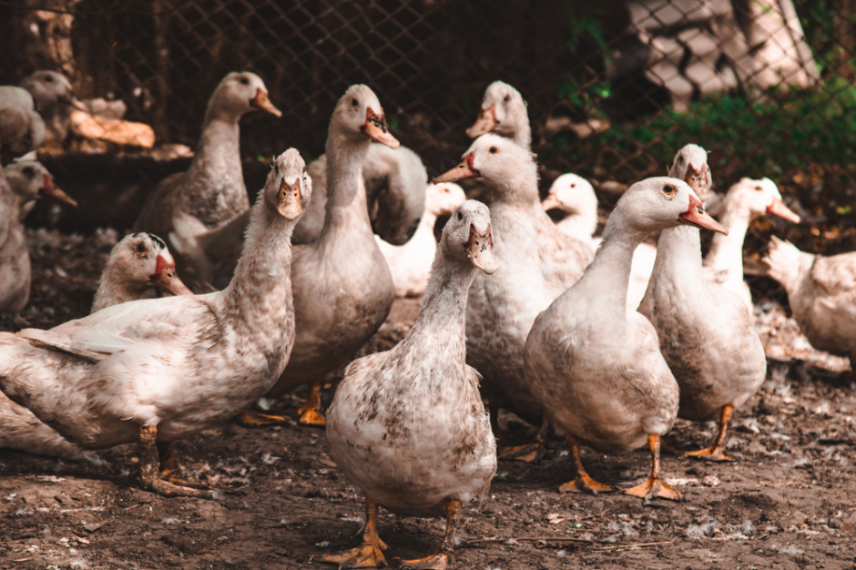 Kolejny przypadek grypy ptaków zarejestrowano w województwie warmińsko-mazurskim, fot. shutterstock