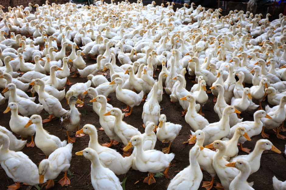 Węgry: Ptasia grypa w hodowli kaczek i gęsi – tysiące ptaków do wybicia Fot.Shutterstock