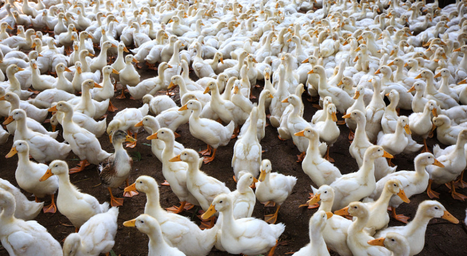 Ognisko ptasiej grypy potwierdzono w liczącej 9 tys. sztuk fermie kaczek, fot. Shutterstock Wielkopolskie: kolejne ognisko ptasiej grypy w regionie