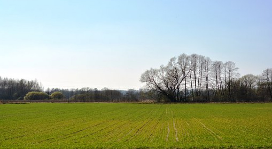 Ukraina: Powierzchnia uprawy pszenicy ozimej po zbiory w 2020 r. nieco niższa niż w 2019 r.