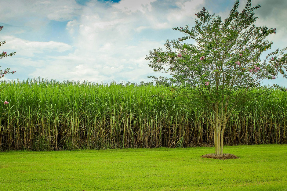 Trzcina cukrowa jest jednym z surowców wykorzystywanym do produkcji biopaliw; Fot. pixabay.com