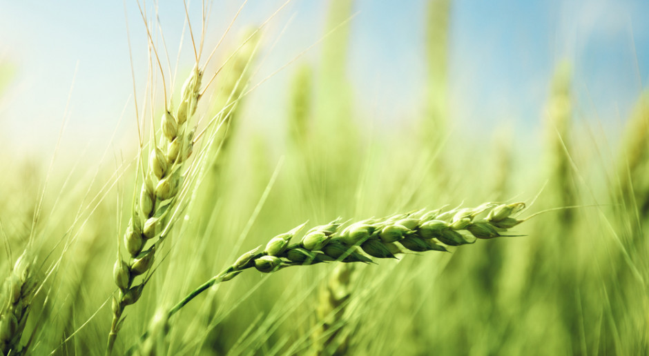 FAO: Światowa produkcja zbóż w 2019 r. osiągnęła rekordowy poziom