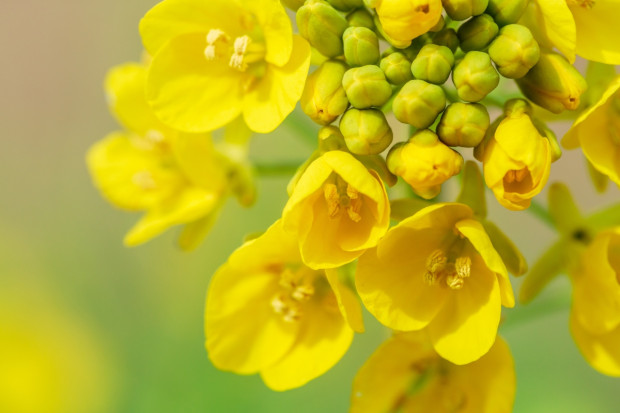 Fot. Shutterstock Nowe rekordy cen rzepaku na światowych rynkach