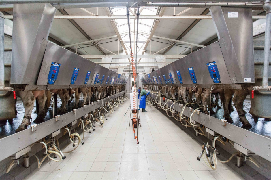 Jeżeli znacząco wzrośnie podaż mleka w UE, może to wywołać spadek cen, fot. I.Dyba