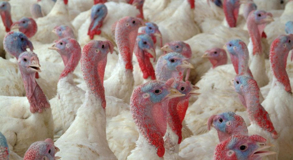 fot. Shutterstock Węgry: ponad 53 tys. indyków zostanie wybitych z powodu grypy ptaków