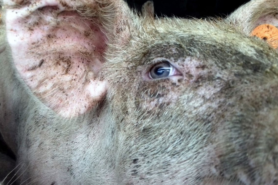 Świnie zjadły swojego hodowcę, zdjęcie ilustracyjne: WITD Poznań