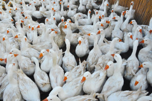 Wielkopolskie: kolejny przypadek grypy ptaków w regionie