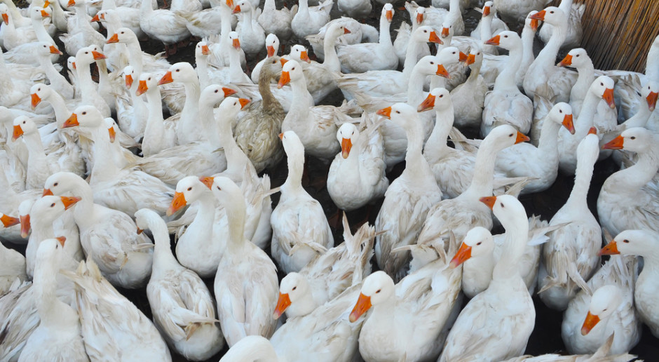 Fot. Shutterstock Wielkopolskie: kolejny przypadek grypy ptaków w regionie