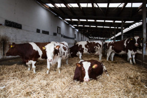 Konferencje Farmera: Hodowla bydła a klimat