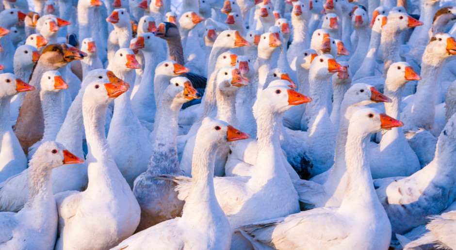 Fot. Shutterstock Trwa likwidacja stada gęsi zarażonych grypą ptaków