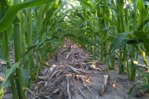 USA: 10 proc. mniejsze porażenie kukurydzy w uprawie regeneracyjnej