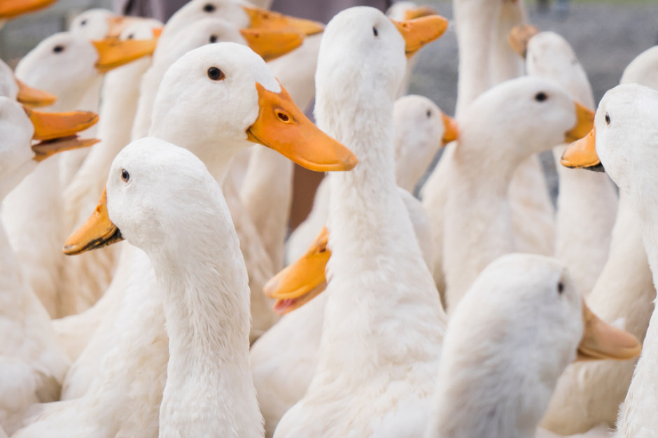 Francja:  rozpoczęły się próby szczepień przeciwko wirusowi grypy ptaków u kaczek; Fot. Shutterstock