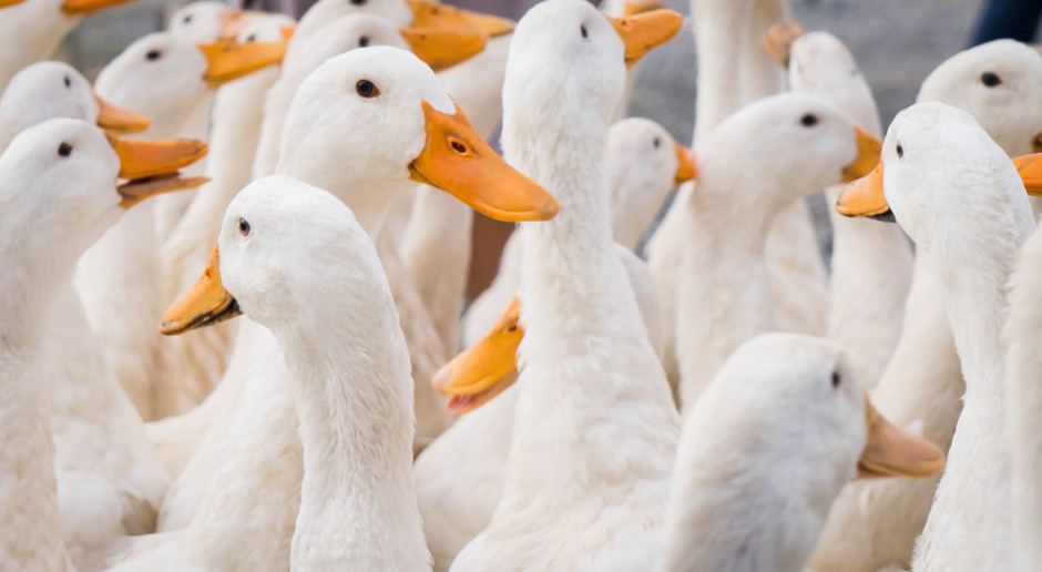 Zutylizowane zostanie 32,5 tys. kaczek, fot. shutterstock Na Węgrzech ponownie pojawiła się ptasia grypa