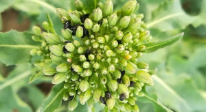Chloropiryfos w rzepaku do 16 kwietnia 2020 r.