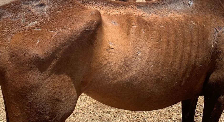 Pozostałe przy życiu konie są mocno wygłodzone, Foto: Australian Farm Animal Rescue Matters Dwadzieścia dwa konie padły z głodu. Makabra w stadninie
