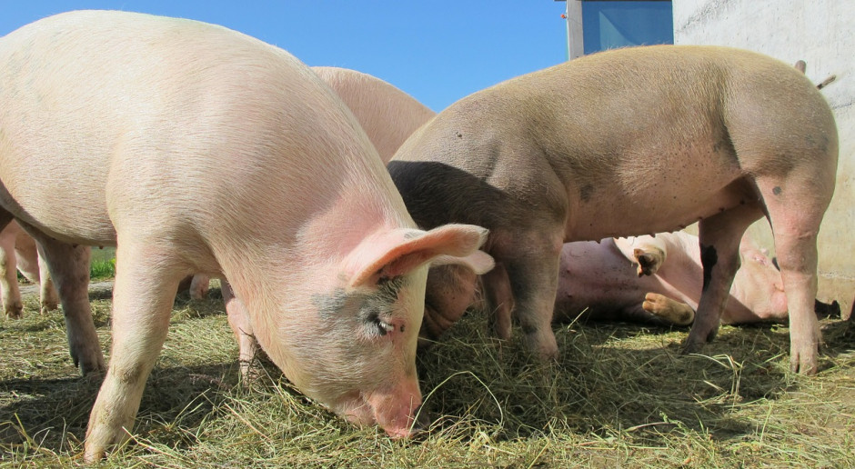 UE: Spadają ceny świń rzeźnych