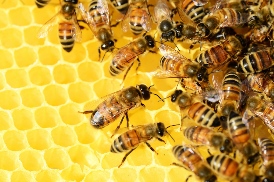 Przebieg wiosennej aury trudny dla pszczół i pszczelarzy Fot.Shutterstock.com