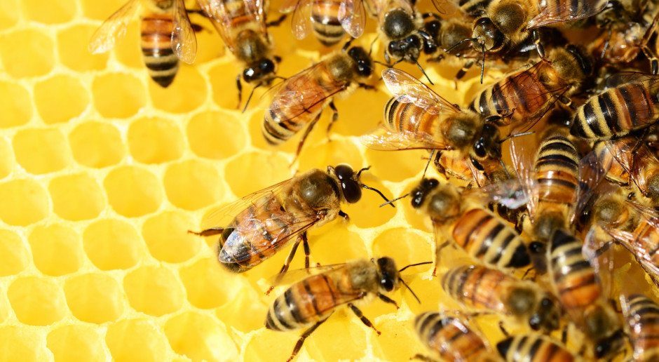 Fot.Shutterstock.com Węgry: Pszczela rodzina na balkonie ministerstwa rolnictwa