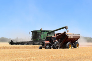 USDA: Prognoza mniejszej produkcji pszenicy w Rosji i takiej samej na Ukrainie