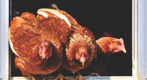 Grypa ptaków w Wielkopolsce: bioasekuracja, odszkodowania