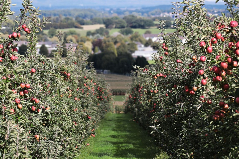 Pod młotek idzie zarówno m.in. ponad 160 hektarów sadów jabłoniowych pod Opatowem, Foto: Pixabay