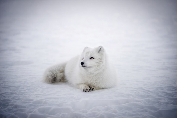 Protest hodowców przeciwko wywozowi lisów polarnych do Chin